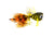 Solitude's Sting Bass Popper - Sting (3-Pack)