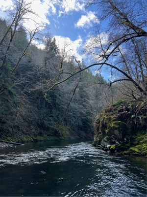 Oregon North Coast Winter Steelhead Adventure – Guided Float Trip – Full Day