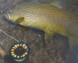 The ultra-reliable drag of this Galvan Torque T-6 protected the light tippet needed to fool this solid Upper Deschutes River brown.