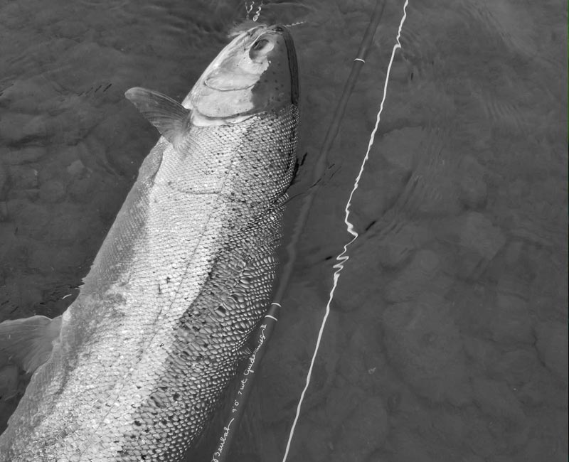 Beulah Guide Series II Review - Fin & Fire Fly Shop