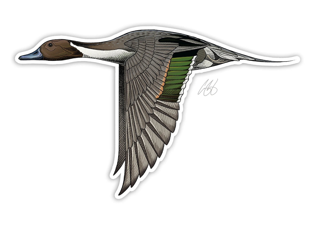 Casey Underwood Northern Pintail Decal