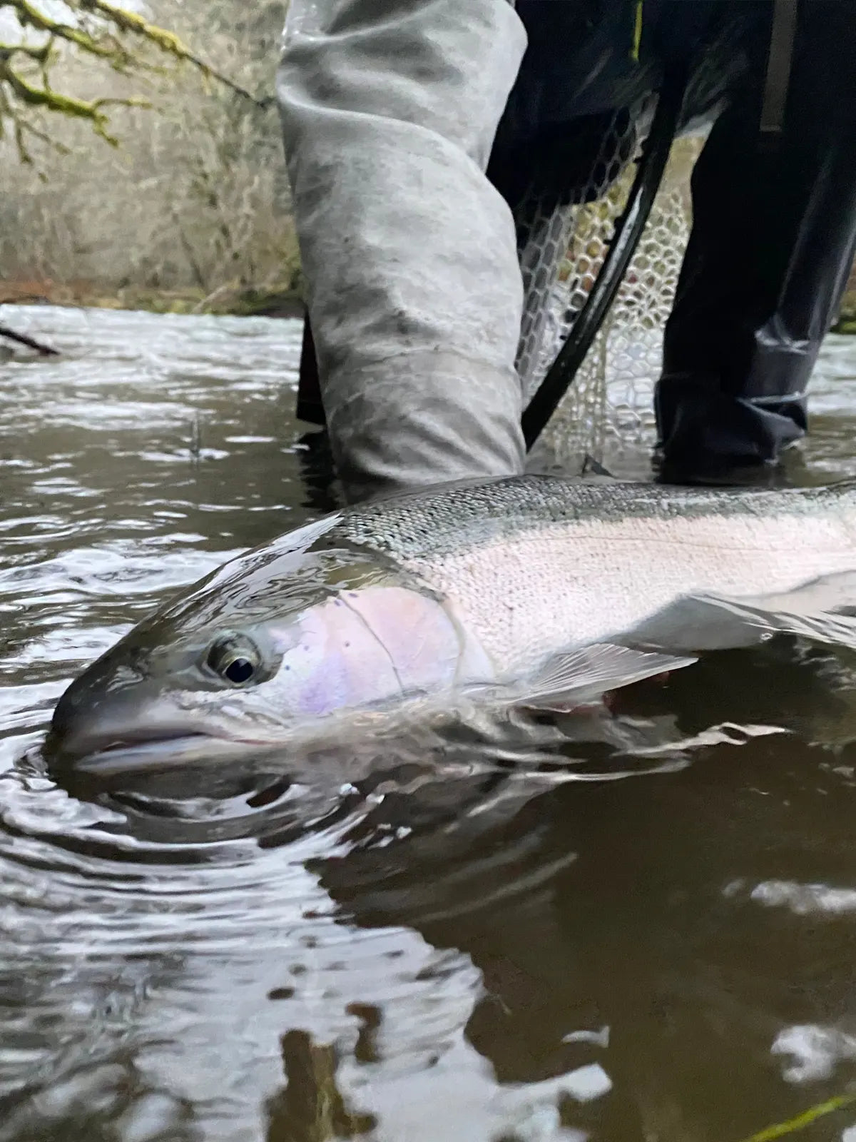Oregon North Coast Winter Steelhead Adventure – Guided Float Trip – Full Day