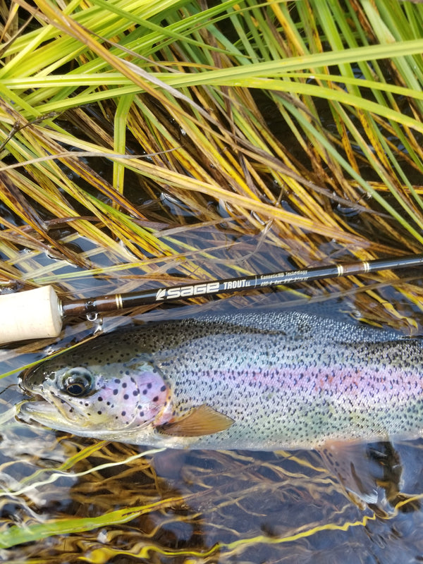 Sage Trout LL Fly Rod Fin Fire Fly Shop