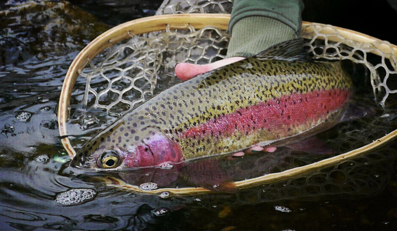 Lower Deschutes River | Guided Float Trip - Full Day