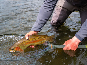 Deschutes Redside trout and the net choice of Fin & Fire guides.